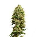 Fatkid’s Cake (Amsterdam Genetics) Feminiserade