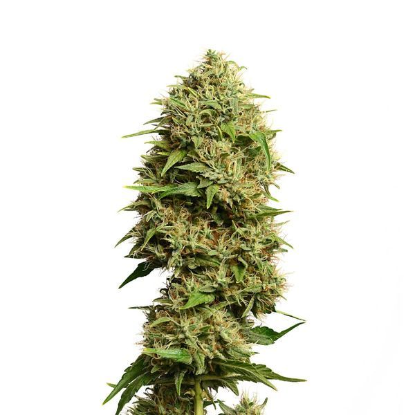 Fatkid’s Cake (Amsterdam Genetics) Feminiserade