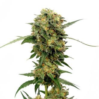 Chocolato (Amsterdam Genetics) Feminiserade