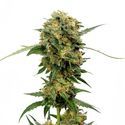 Chocolato (Amsterdam Genetics) Feminiserade