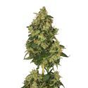 Skyrocket (Amsterdam Genetics) Feminiserade