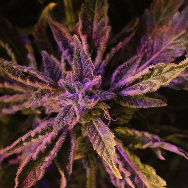Doctor's Choice 1 Auto (Doctor's Choice) Feminiserade