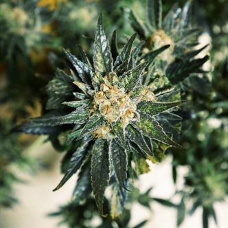 DC Kush (Doctor's Choice) feminiserade
