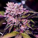 Gelato (Nirvana) Feminiserade