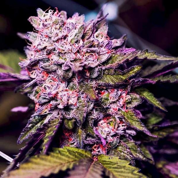 Gelato (Nirvana) Feminiserade