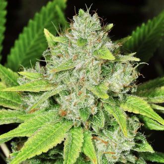 Auto Original Glue (Nirvana) Feminiserade