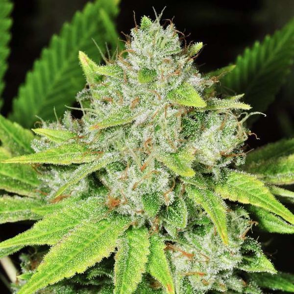 Auto Original Glue (Nirvana) Feminiserade
