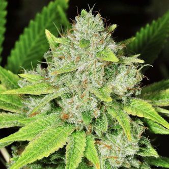 Original Glue (Nirvana) feminiserade