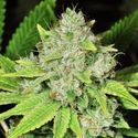 Original Glue (Nirvana) Feminiserade