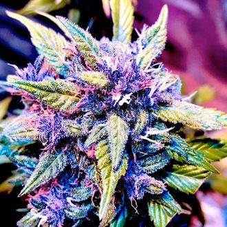 Blackberry Nuggets (BSB Genetics) Feminiserade