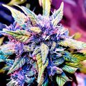 Blackberry Nuggets (BSB Genetics) Feminiserade