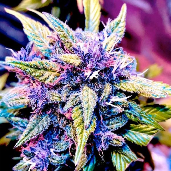 Blackberry Nuggets (BSB Genetics) Feminiserade