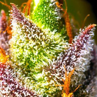 Mimosa (BSB Genetics) Feminiserade