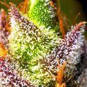 Mimosa (BSB Genetics) Feminiserade