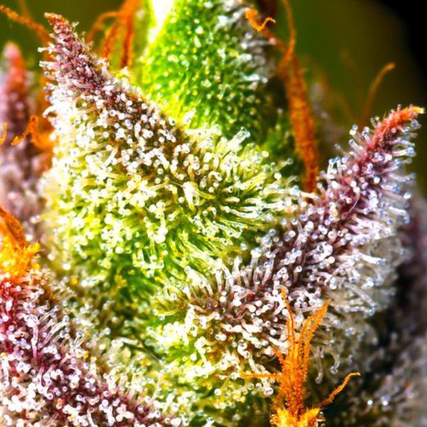 Mimosa (BSB Genetics) Feminiserade