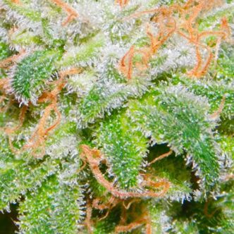 Runtz (BSB Genetics) &ndash; feminiserade cannabisfr&ouml;n