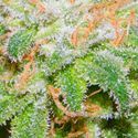 The Runtz (BSB Genetics) Feminiserade