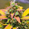 Strawberry Banana (BSB Genetics) Feminiserade