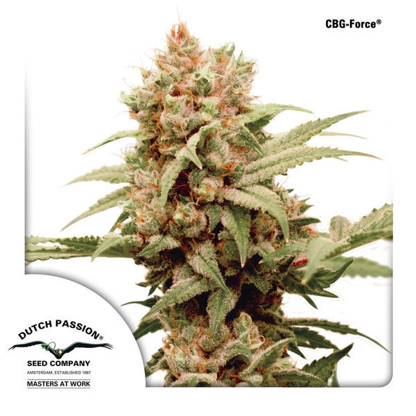 CBG-Force (Dutch Passion) Feminiserade