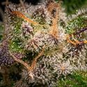 Runtz Autoflower (Zamnesia Seeds) Feminiserade