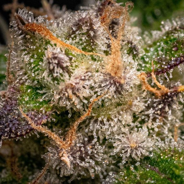 Runtz Autoflower (Zamnesia Seeds) Feminiserade