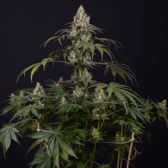 Runtz Autoflower (Zamnesia Seeds) Feminiserade