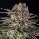 Runtz Autoflower (Zamnesia Seeds) Feminiserade