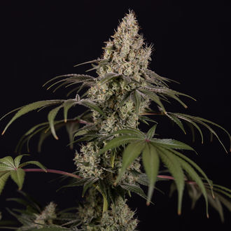 Runtz Autoflower (Zamnesia Seeds) Feminiserade