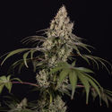 Runtz Autoflower (Zamnesia Seeds) Feminiserade
