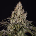 Runtz Autoflower (Zamnesia Seeds) Feminiserade