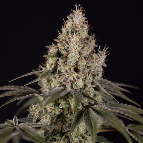 Runtz Autoflower (Zamnesia Seeds) Feminiserade
