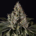 Runtz Autoflower (Zamnesia Seeds) Feminiserade