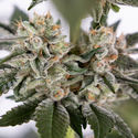 Runtz Autoflower (Zamnesia Seeds) Feminiserade