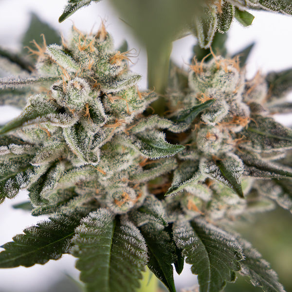 Runtz Autoflower (Zamnesia Seeds) Feminiserade