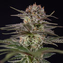 Runtz Autoflower (Zamnesia Seeds) Feminiserade