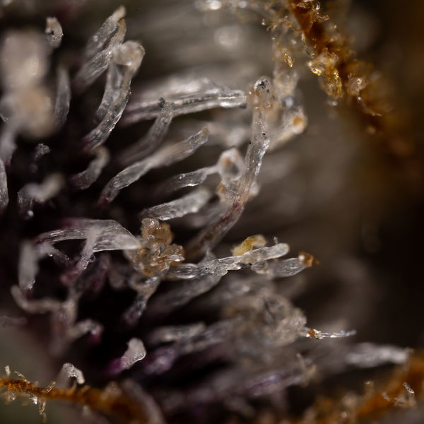 Runtz Autoflower (Zamnesia Seeds) Feminiserade