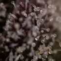 Runtz Autoflower (Zamnesia Seeds) Feminiserade