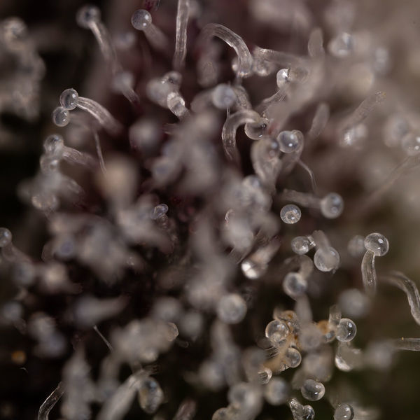 Runtz Autoflower (Zamnesia Seeds) Feminiserade