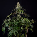 Runtz Autoflower (Zamnesia Seeds) Feminiserade