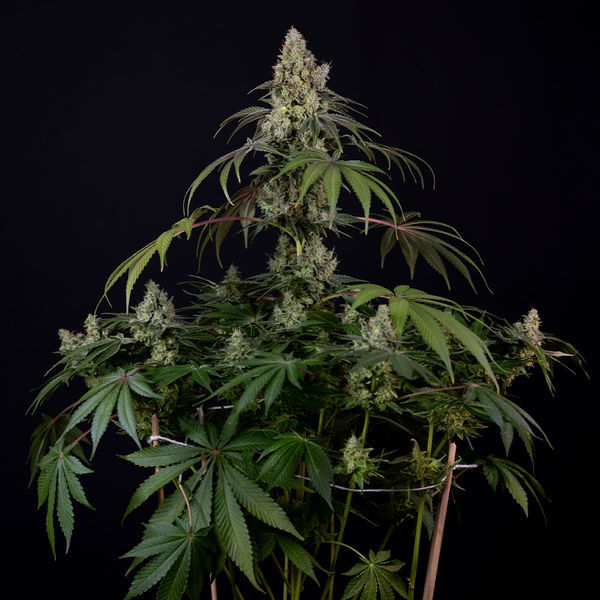 Runtz Autoflower (Zamnesia Seeds) Feminiserade