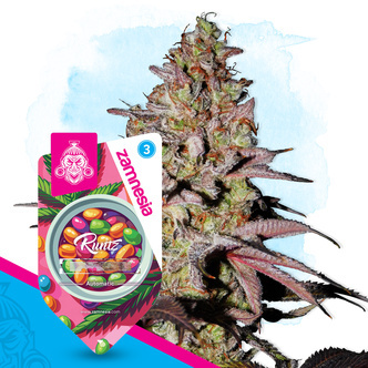 Runtz Autoflower (Zamnesia Seeds) feminiserade cannabisfr&ouml;n
