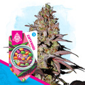 Runtz Autoflower (Zamnesia Seeds) Feminiserade