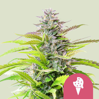 Cookies Gelato (Royal Queen Seeds) feminiserade cannabisfr&ouml;n