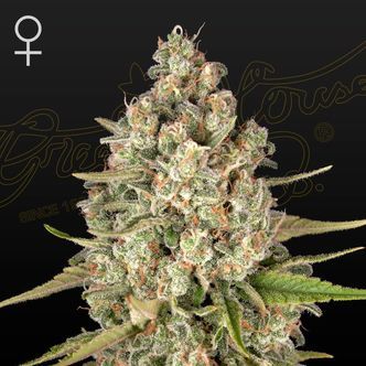 Lost Pearl (Greenhouse Seeds) feminiserade cannabisfr&ouml;n
