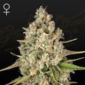 Lost Pearl (Greenhouse Seeds) Feminiserade
