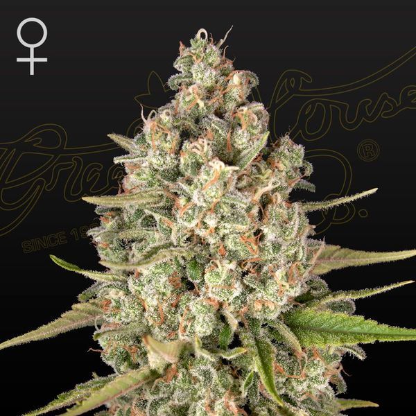 Lost Pearl (Greenhouse Seeds) Feminiserade