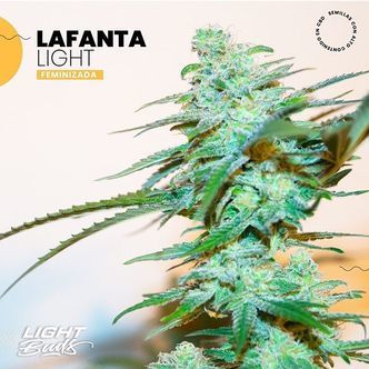 Lafanta Light (Light Buds) feminiserade cannabisfr&ouml;n