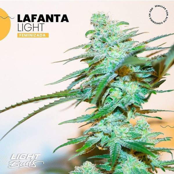 Lafanta Light (Light Buds) Feminiserade