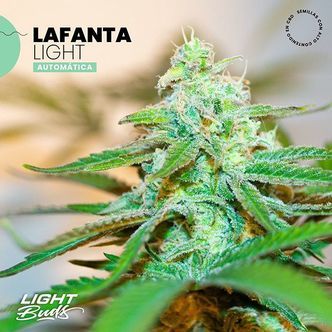 Lafanta Light Auto (Light Buds) feminiserade