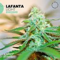 Lafanta Light Auto (Light Buds) Feminiserade